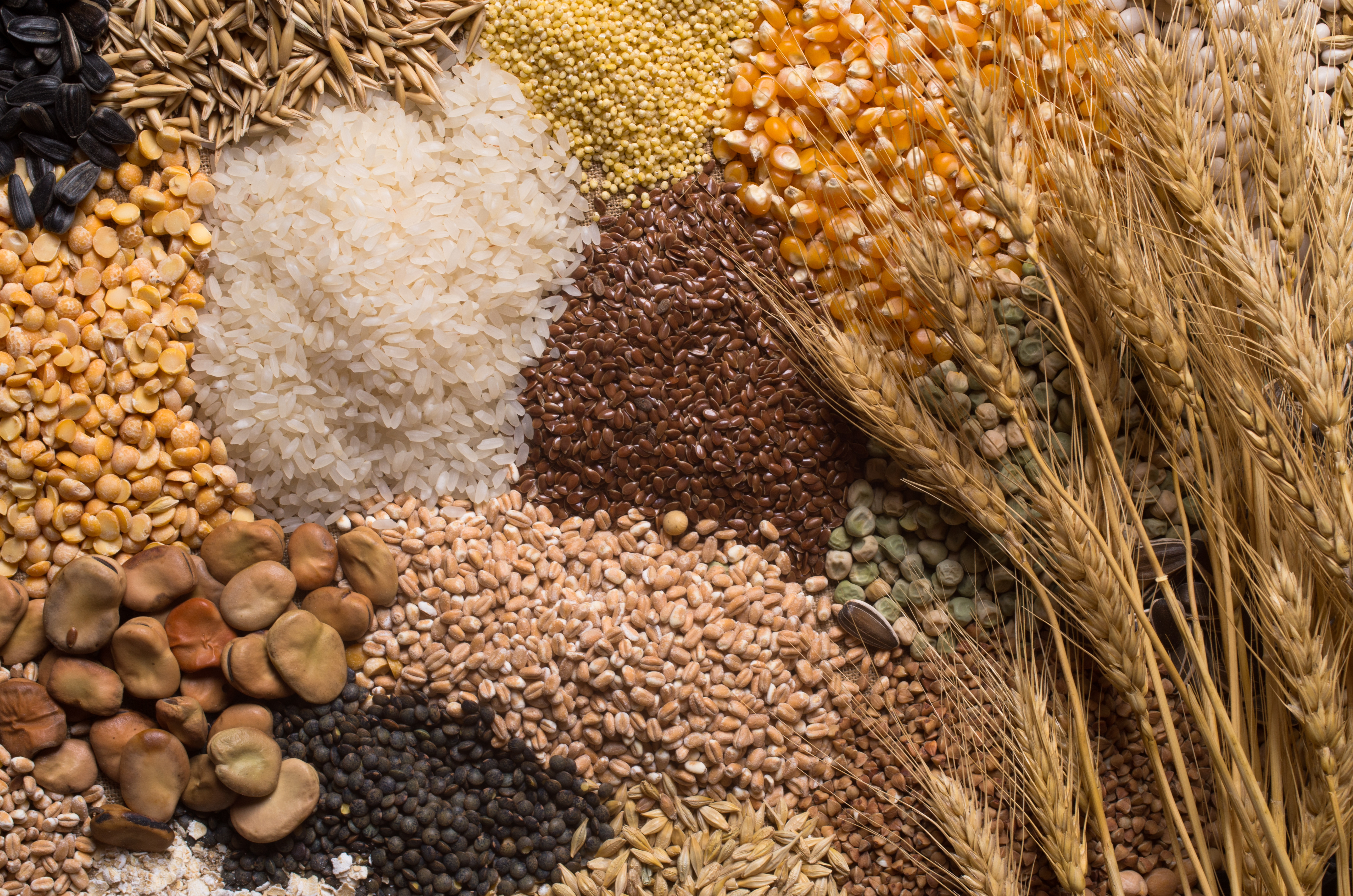 Cereal grains , seeds, beans